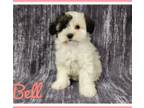 Mutt Puppy for sale in Lebanon, MO, USA