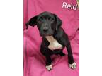 Adopt Reid a Labrador Retriever