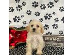 Bichon Frise Puppy for sale in Jacksonville, TX, USA