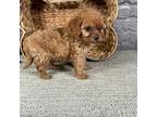 Cavapoo Puppy for sale in Jacksonville, TX, USA