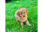 Female Cavapoo