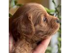 Cavapoo Puppy for sale in Attleboro Falls, MA, USA