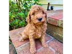 Cavapoo