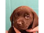 Labrador Retriever Puppy for sale in Lake Stevens, WA, USA