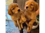 Golden Retriever Puppy for sale in Commerce City, CO, USA