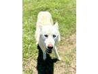 Adopt Onion a Siberian Husky, German Shepherd Dog