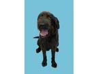 Adopt Whisky a Standard Poodle, Mixed Breed