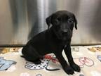 Adopt Griffin a Labrador Retriever, Mixed Breed