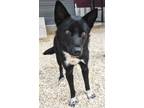 Adopt Zeus a German Shepherd Dog, Mixed Breed