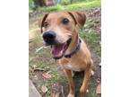 Adopt BODIE a Labrador Retriever, Mixed Breed