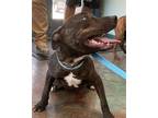 Adopt SHAKA ZULU a Pit Bull Terrier