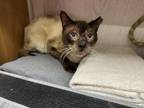 Adopt Simease Boy a Siamese