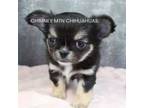 Chihuahua Puppy for sale in Muskogee, OK, USA