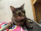 Adopt Raulph a Domestic Medium Hair