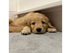 Golden Retriever Puppy for sale in Des Plaines, IL, USA