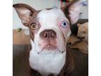 Boston Terrier Puppy for sale in Grand Rapids, MN, USA