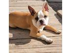 Boston Terrier Puppy for sale in Grand Rapids, MN, USA