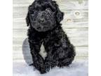 Aussiedoodle Puppy for sale in Lake Butler, FL, USA