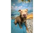 Adopt Meatbaw a Pit Bull Terrier