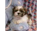 Shihtzu male