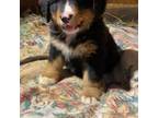 Bernese Mountain Dog Puppy for sale in Alton, VA, USA