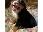 Bernese Mountain Dog Puppy for sale in Alton, VA, USA