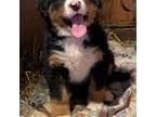 Bernese Mountain Dog Puppy for sale in Alton, VA, USA