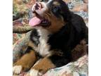 Bernese Mountain Dog Puppy for sale in Alton, VA, USA