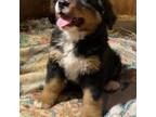 Bernese Mountain Dog Puppy for sale in Alton, VA, USA