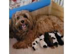 Havanese Puppy for sale in Mooers, NY, USA