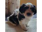 Havanese Puppy for sale in Mooers, NY, USA