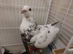 Adopt Breeze a Pigeon