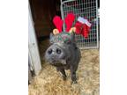 Adopt COLIN a Pig