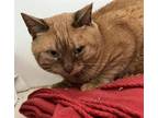 Adopt OH! MALLEY a Domestic Short Hair