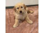 Golden Retriever Puppy for sale in Wausau, WI, USA