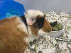 Adopt Chestnut a Guinea Pig