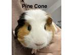 Adopt Pinecone a Guinea Pig