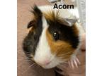 Adopt Acorn a Guinea Pig