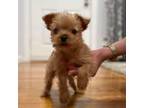 Yorkshire Terrier Puppy for sale in Hampton, VA, USA