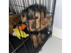 Yorkshire Terrier Puppy for sale in Hampton, VA, USA