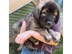 Mutt Puppy for sale in New Richmond, WI, USA