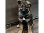 German Shepherd Dog Puppy for sale in Arlington, TX, USA