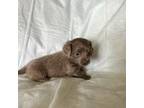 Dachshund Puppy for sale in Jackson, TN, USA