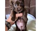 Dachshund Puppy for sale in Jackson, TN, USA