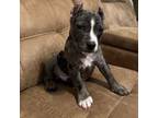 Mutt Puppy for sale in Dallas, GA, USA