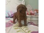 Goldendoodle Puppy for sale in Miami, FL, USA