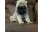 Pug Puppy for sale in Huntsville, TX, USA