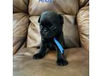 Pug Puppy for sale in Huntsville, TX, USA