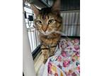 Adopt Kat a Domestic Short Hair