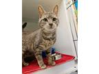 Adopt Jack a Domestic Short Hair